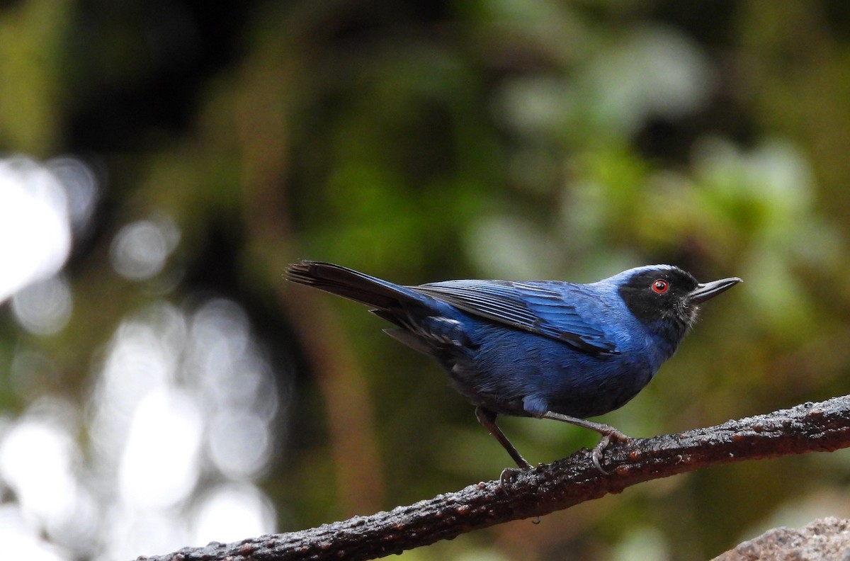 Maskenhakenschnabel - ML646158359