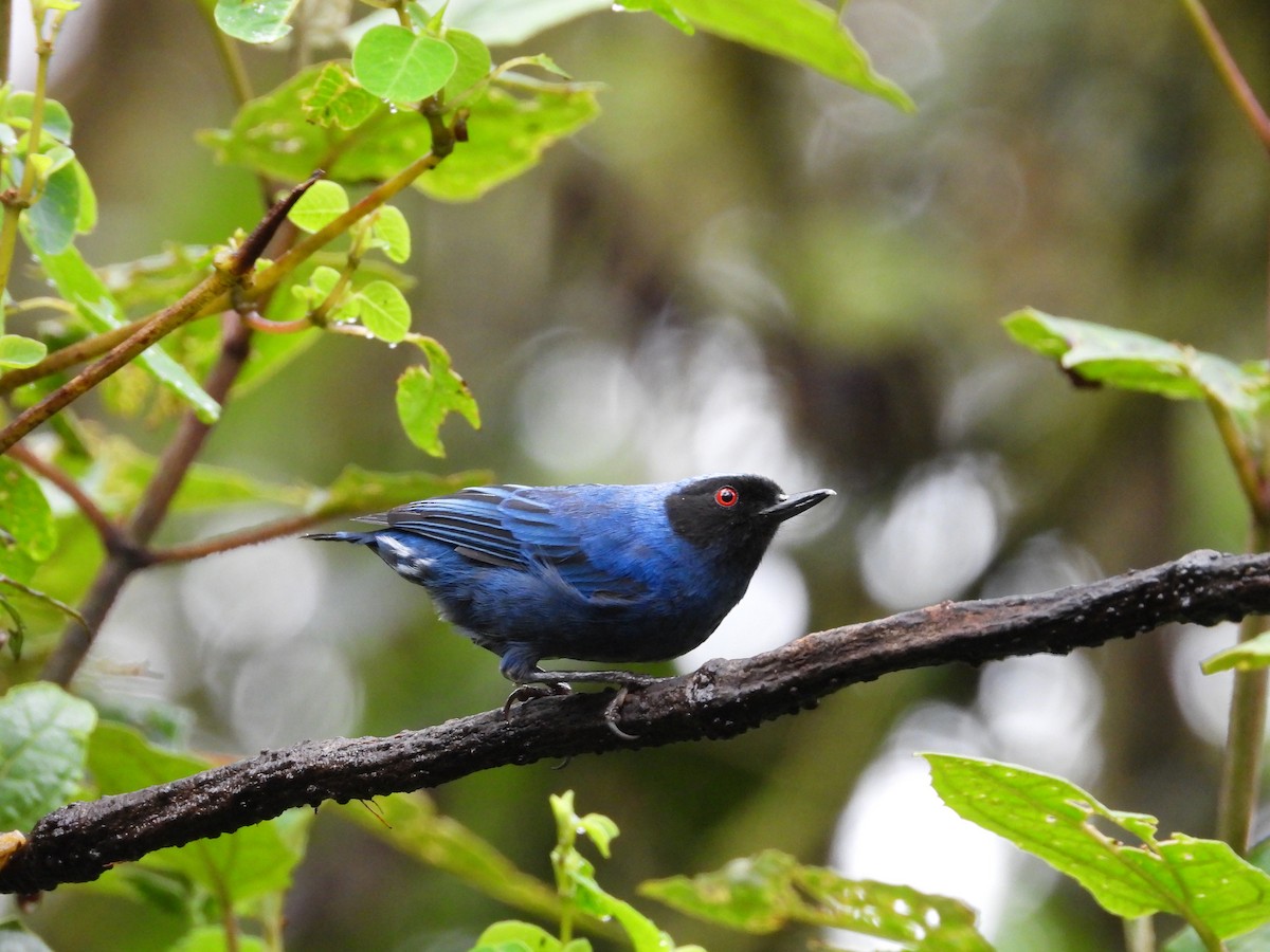 Maskenhakenschnabel - ML646158360