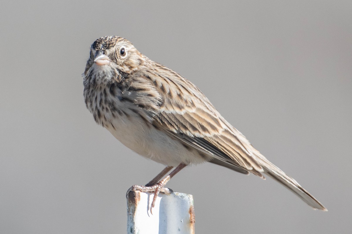 Vesper Sparrow - ML646158361