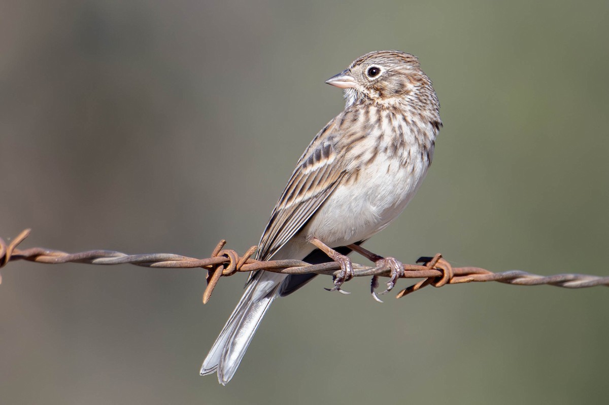 Vesper Sparrow - ML646158364