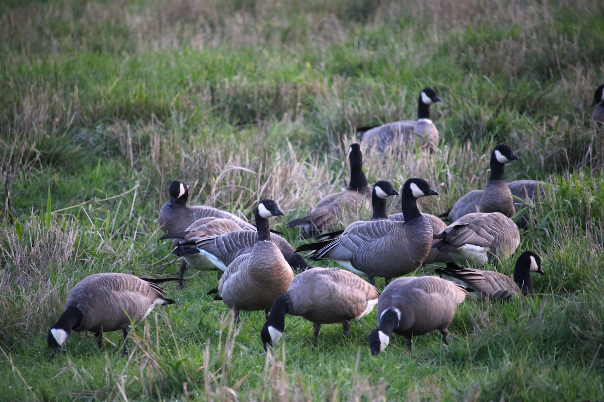 Cackling Goose - ML646158365