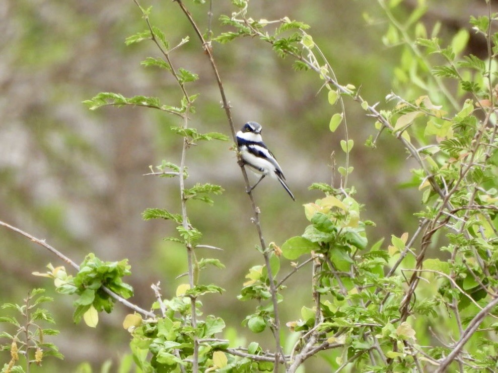 Chinspot Batis - ML646158366