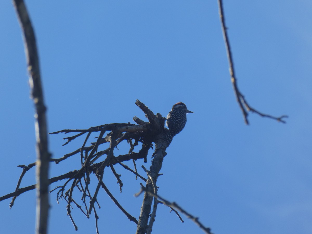 Striped Woodpecker - ML646158368