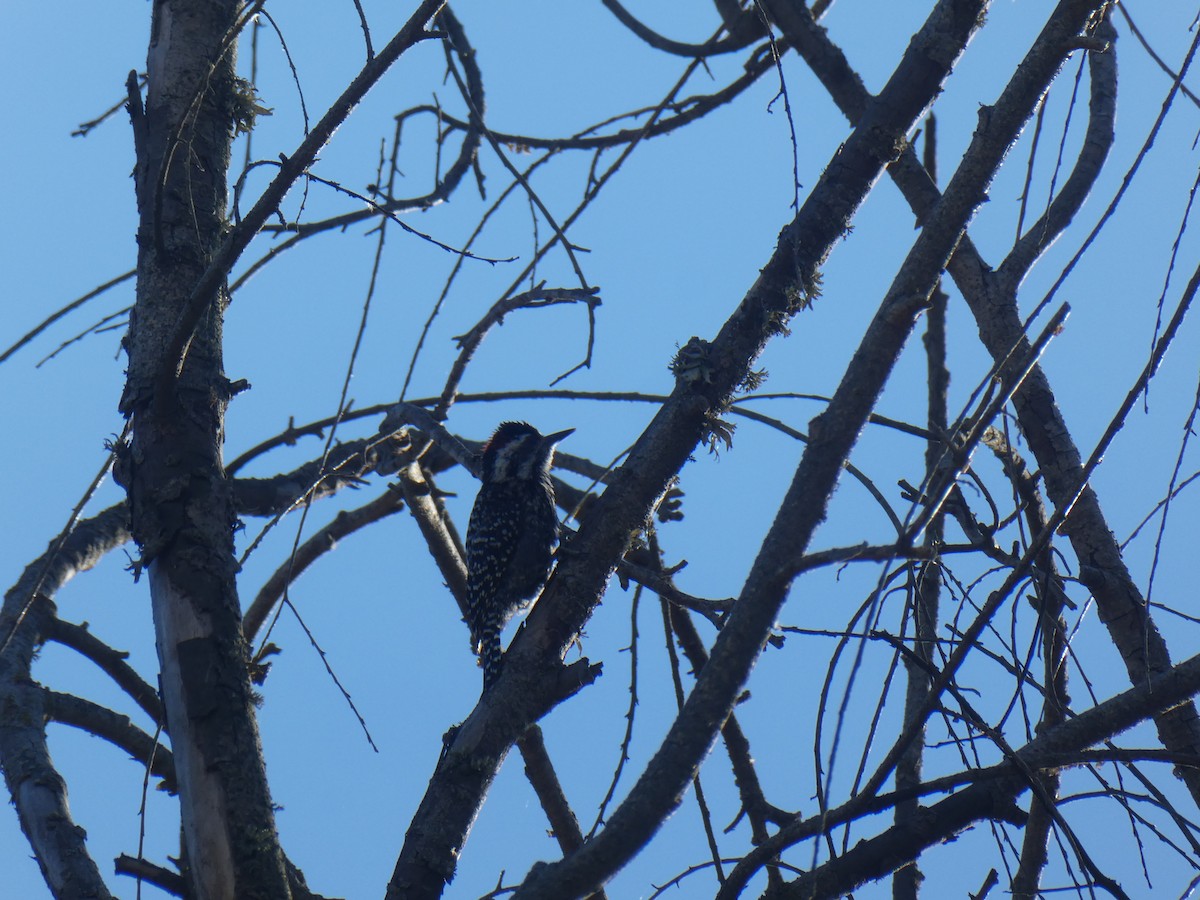 Striped Woodpecker - ML646158369