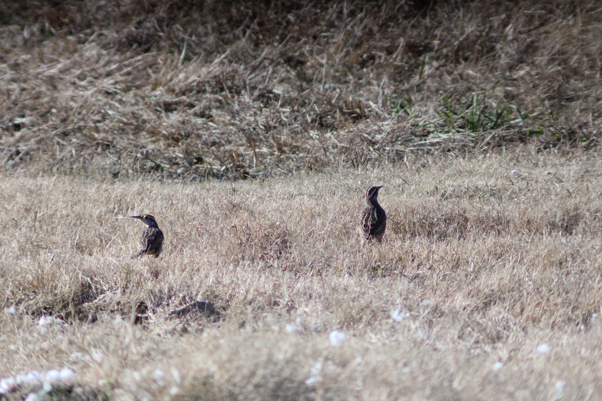 Eastern Meadowlark - ML646158370