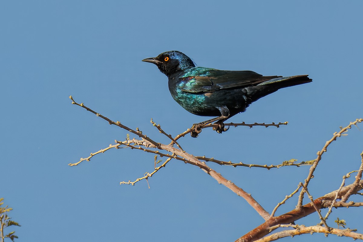 Cape Starling - ML646158371