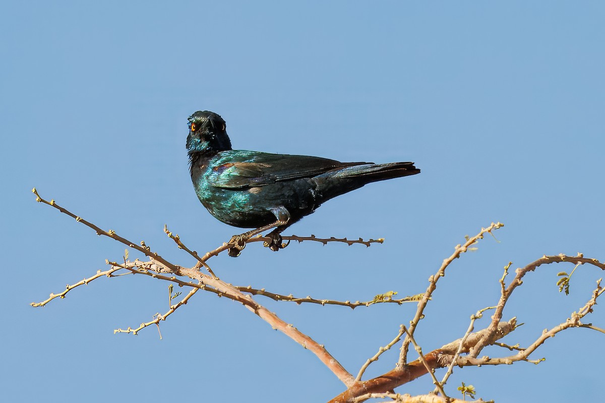 Cape Starling - ML646158372