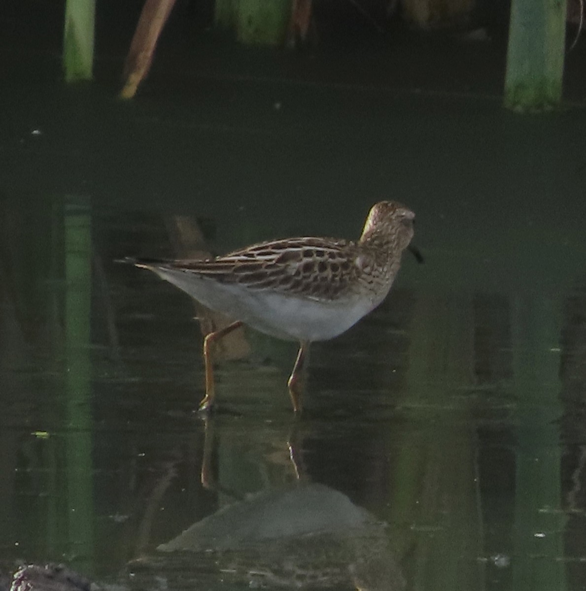 Pectoral Sandpiper - ML646158373