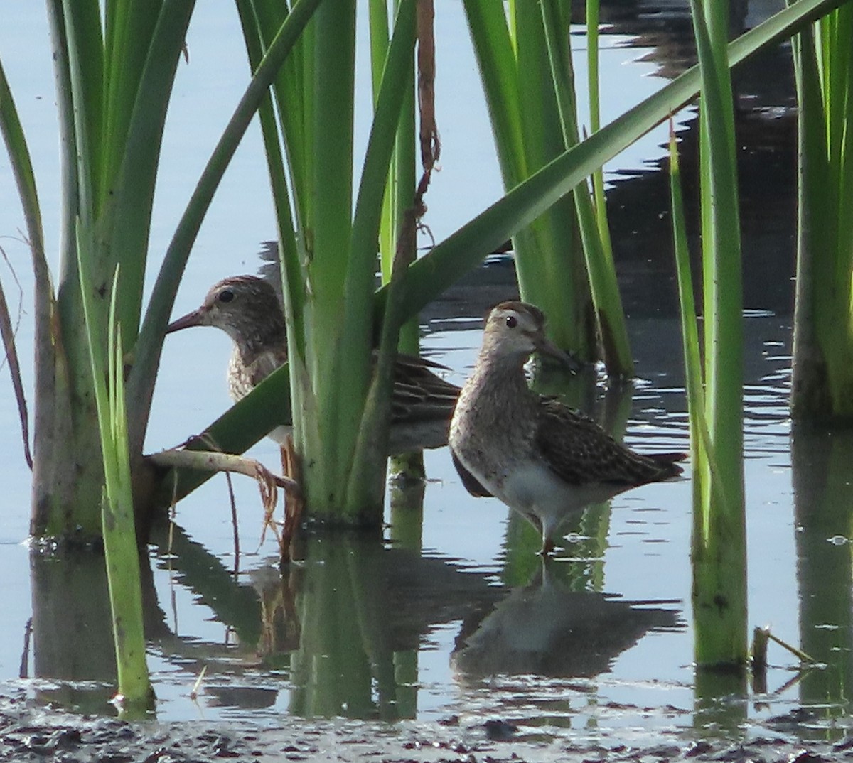 Pectoral Sandpiper - ML646158374
