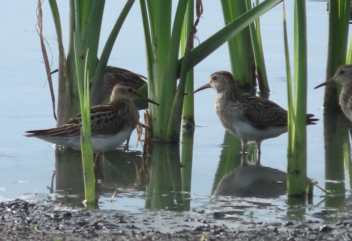 Pectoral Sandpiper - ML646158375