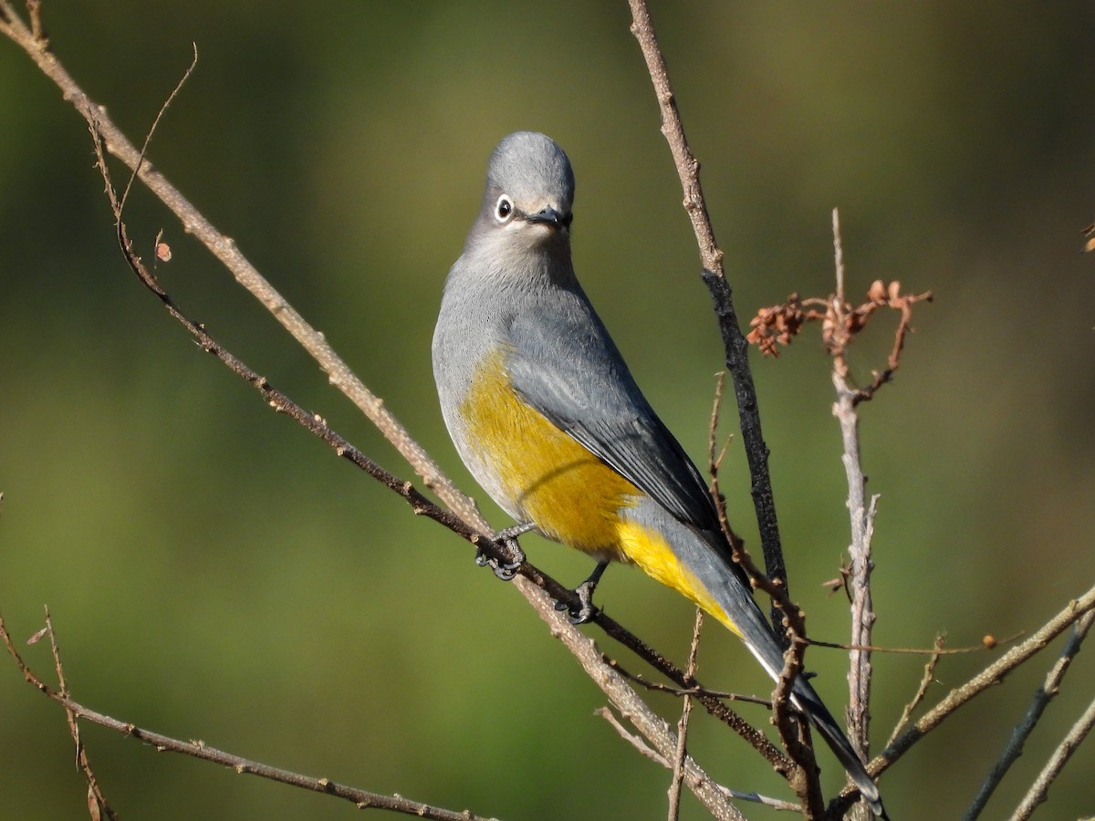 Gray Silky-flycatcher - ML646158376