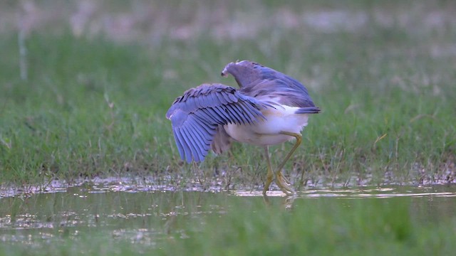 Tricolored Heron - ML646158377