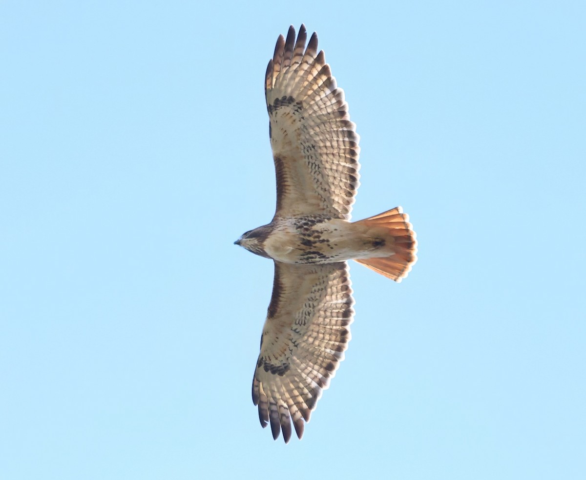 Red-tailed Hawk - ML646158381