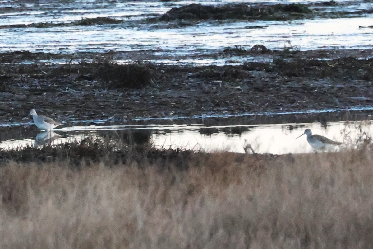 Greater Yellowlegs - ML646158382