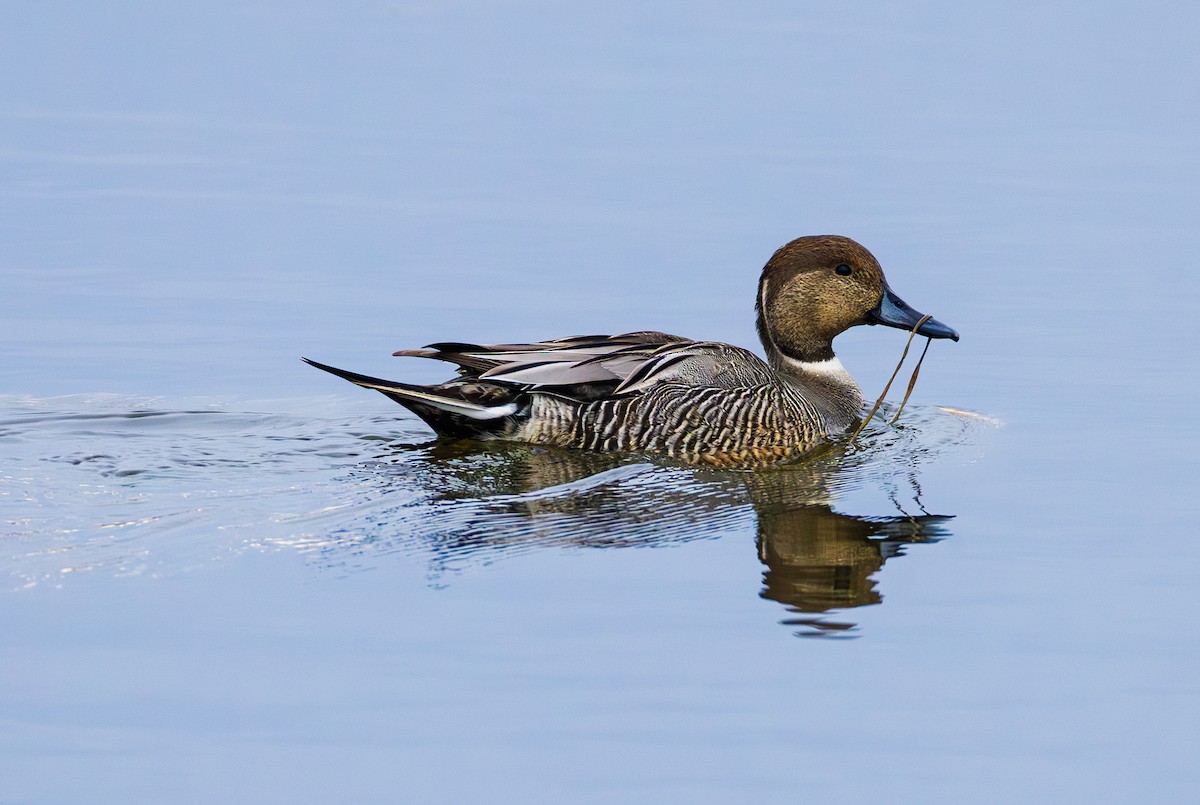 Northern Pintail - ML646158383