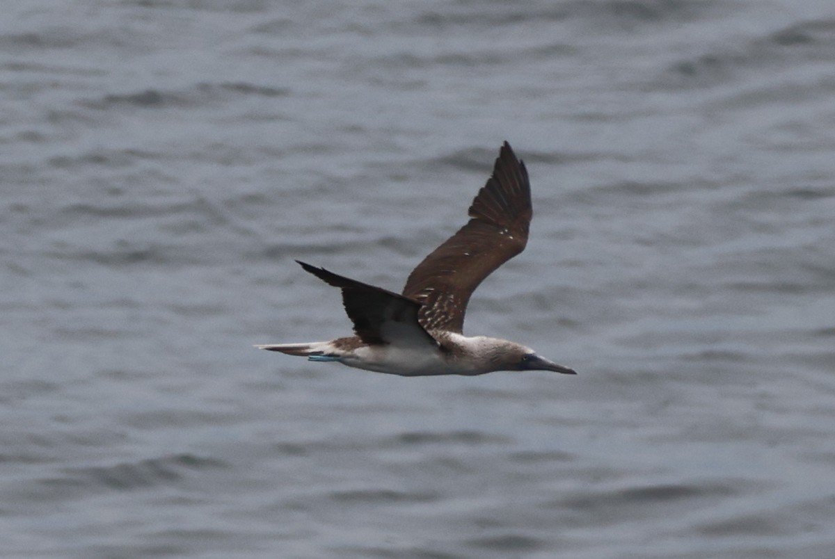 Blue-footed Booby - ML646158384
