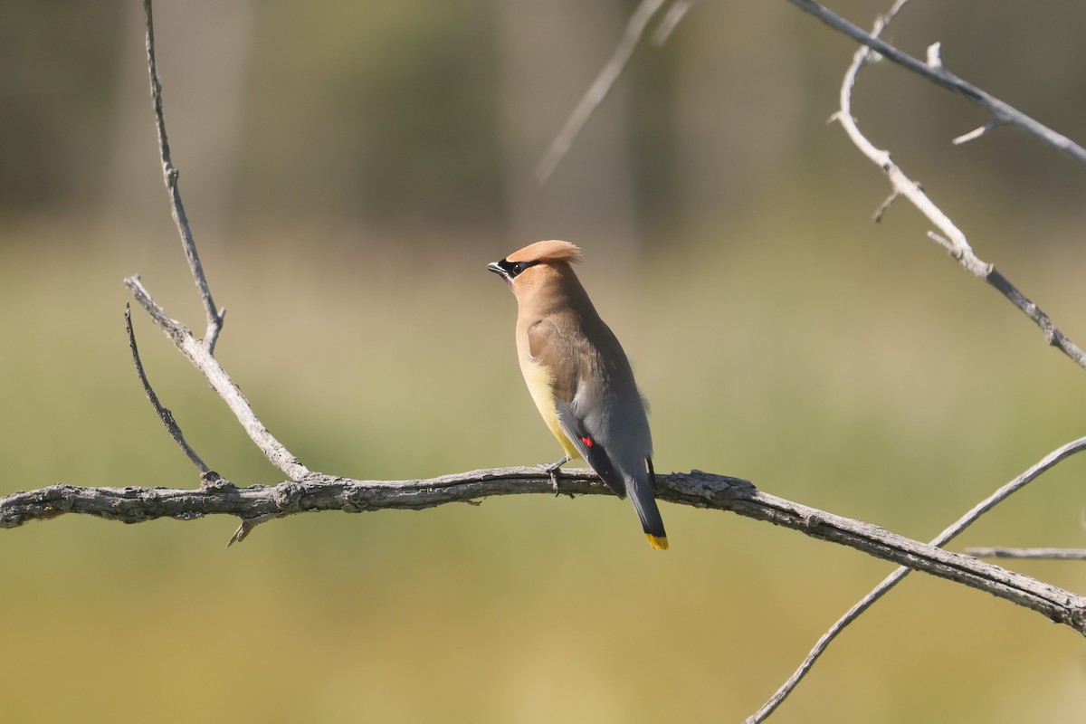 Cedar Waxwing - ML646158385
