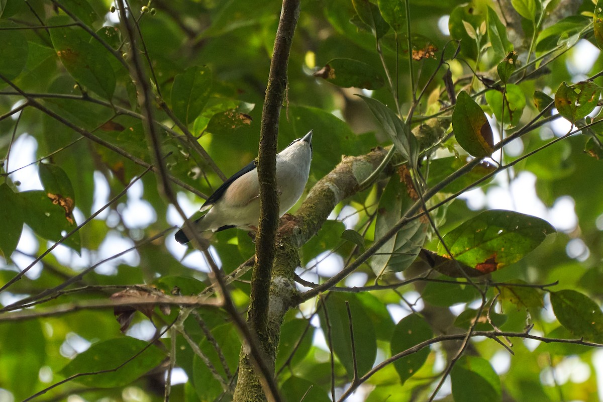 White-browed Shrike-Babbler (Blyth's) - ML646158386