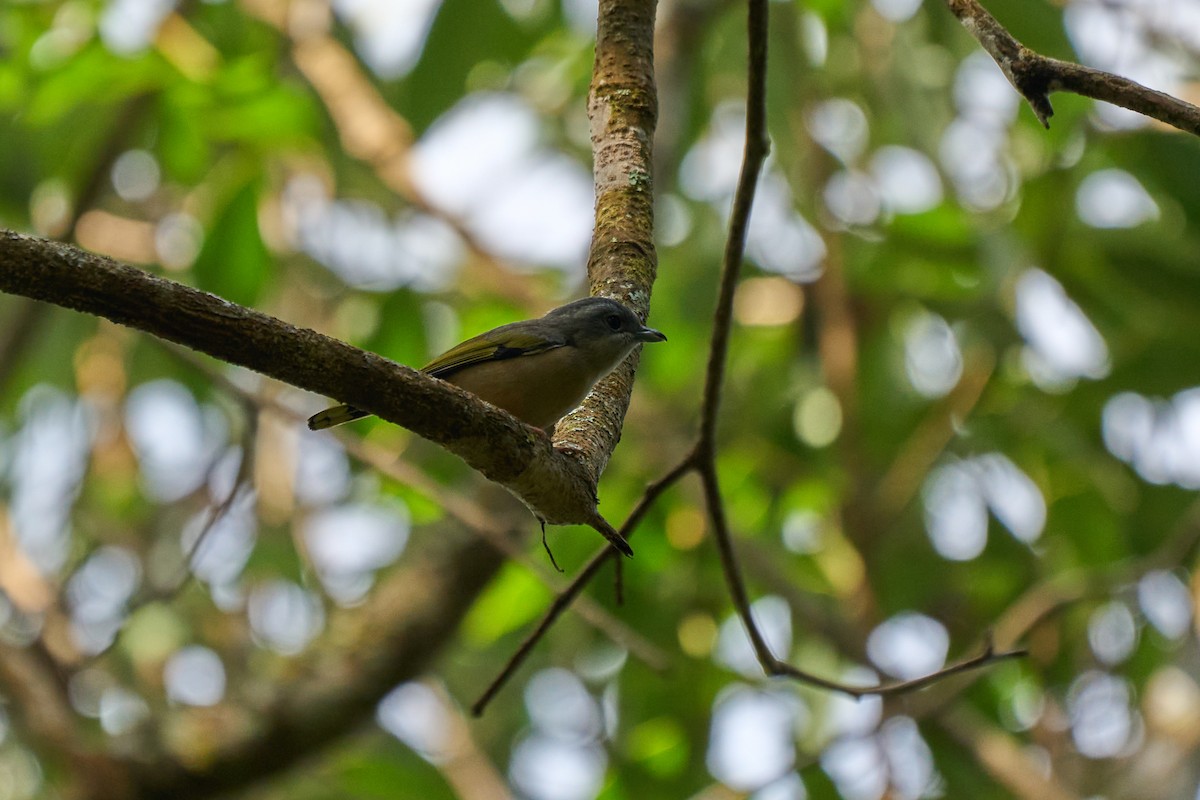White-browed Shrike-Babbler (Blyth's) - ML646158387