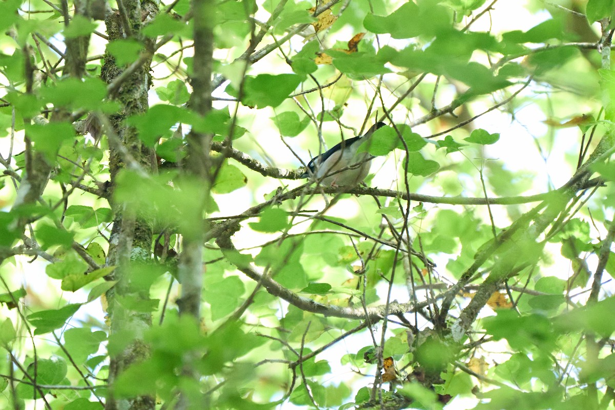 White-browed Shrike-Babbler (Blyth's) - ML646158388