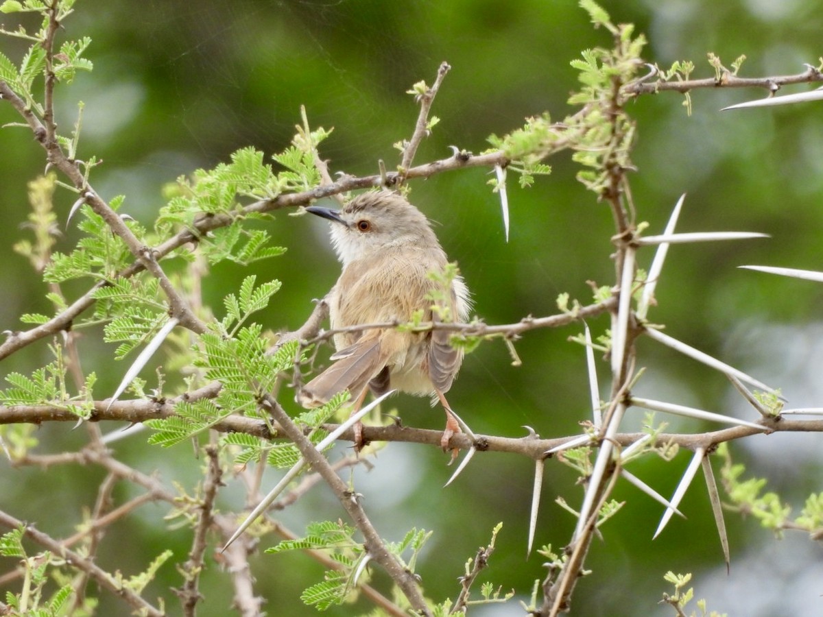 Tawny-flanked Prinia - ML646158390