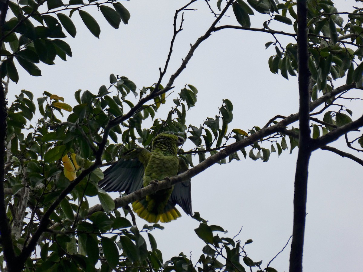 Mealy Amazon - ML646158392