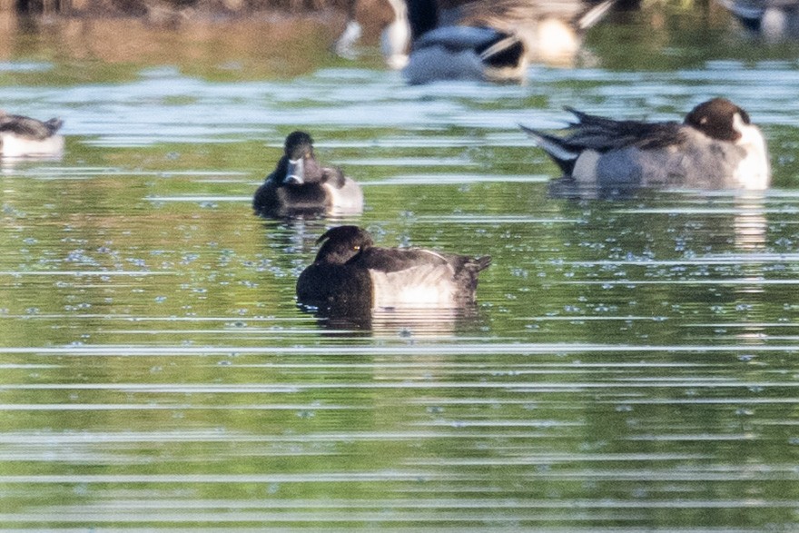 Tufted Duck - ML646158393
