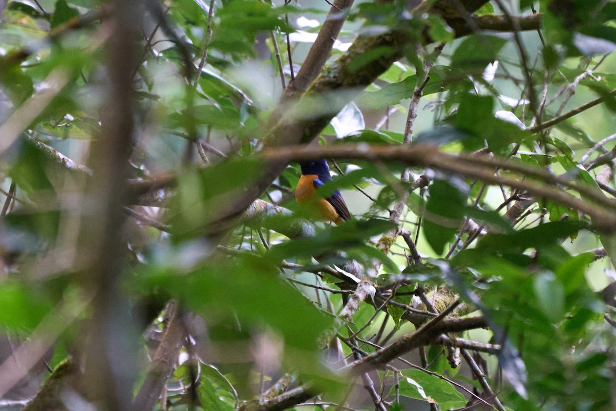 Rufous-bellied Niltava - ML646158394