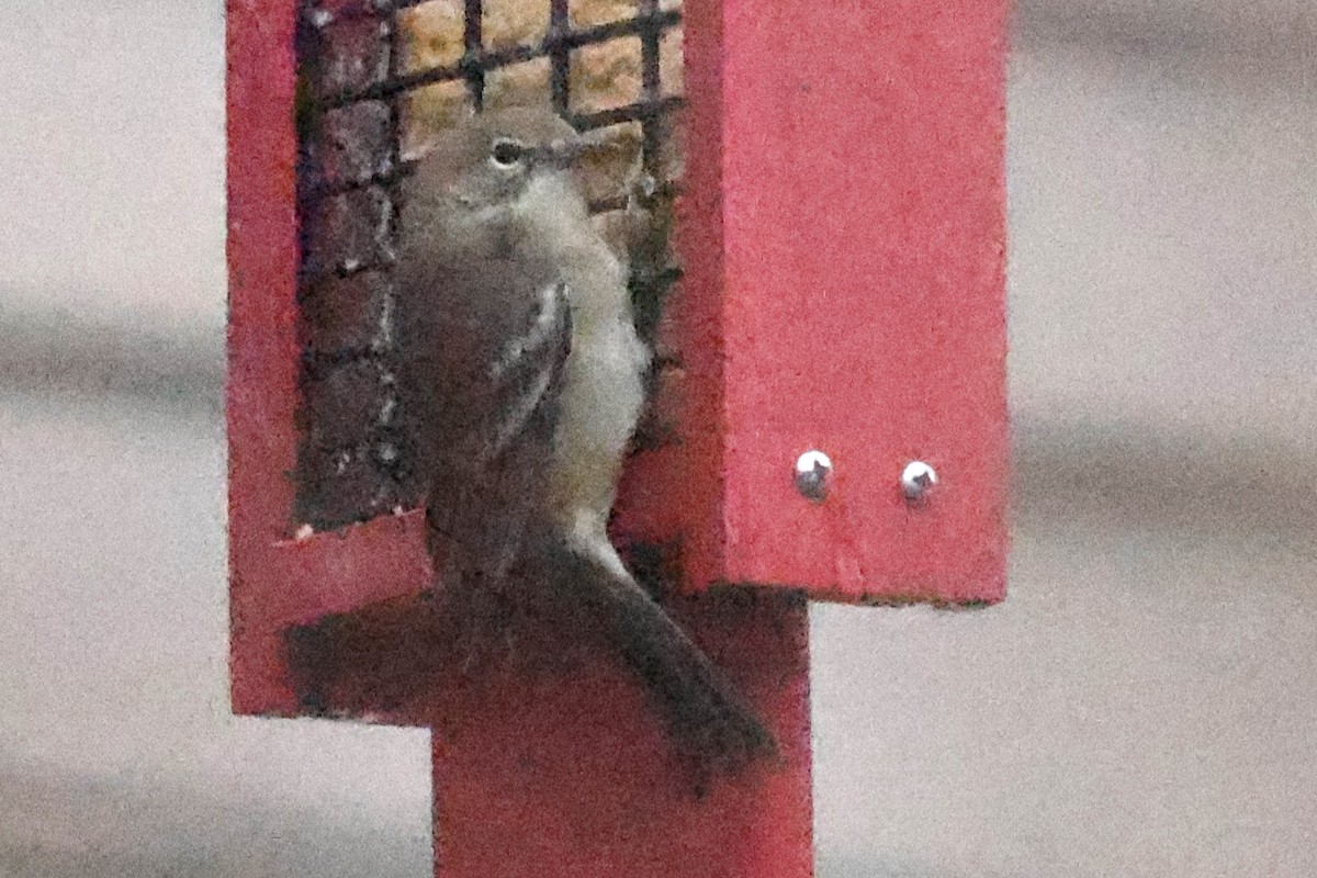 Pine Warbler - ML646158398