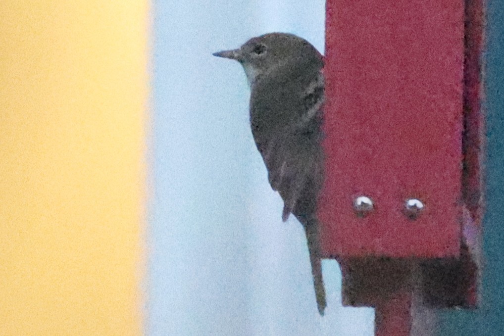 Pine Warbler - ML646158399