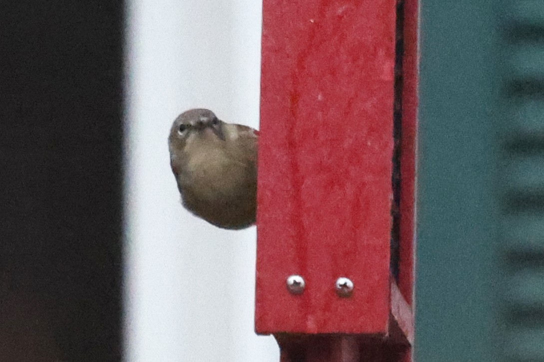 Pine Warbler - ML646158400