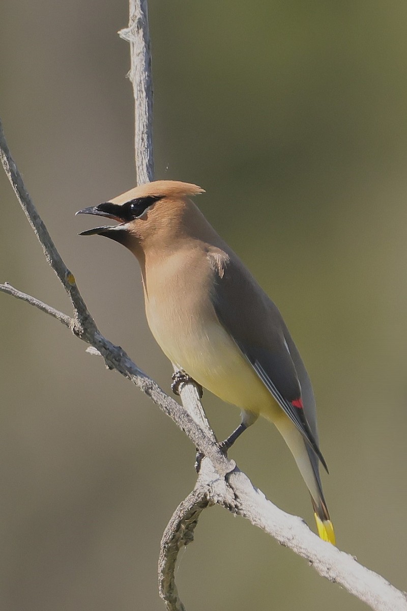 Cedar Waxwing - ML646158401