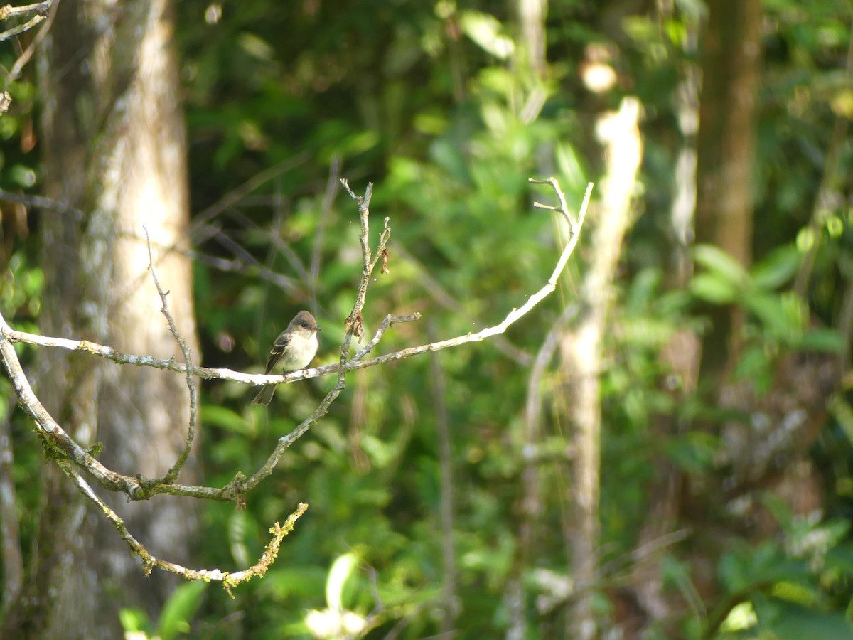 חטפית Empidonax בלתי-מזוהה - ML646158408