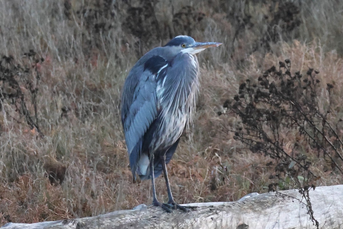 Great Blue Heron - ML646158412