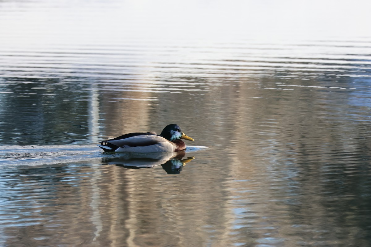 Mallard - ML646158413