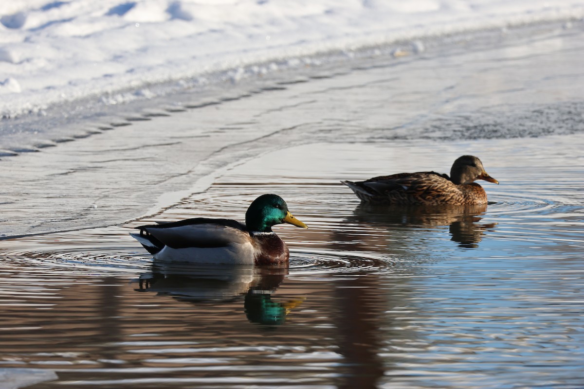 Mallard - ML646158414