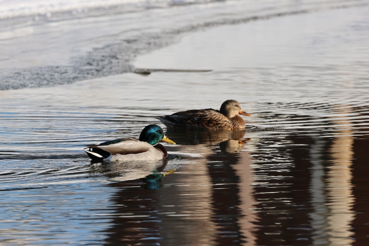 Mallard - ML646158415