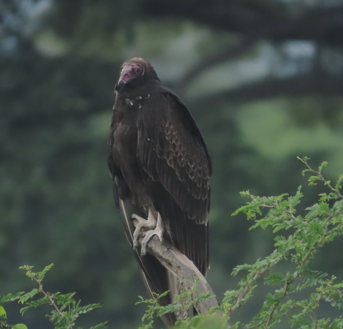 Urubu à tête rouge - ML646158416