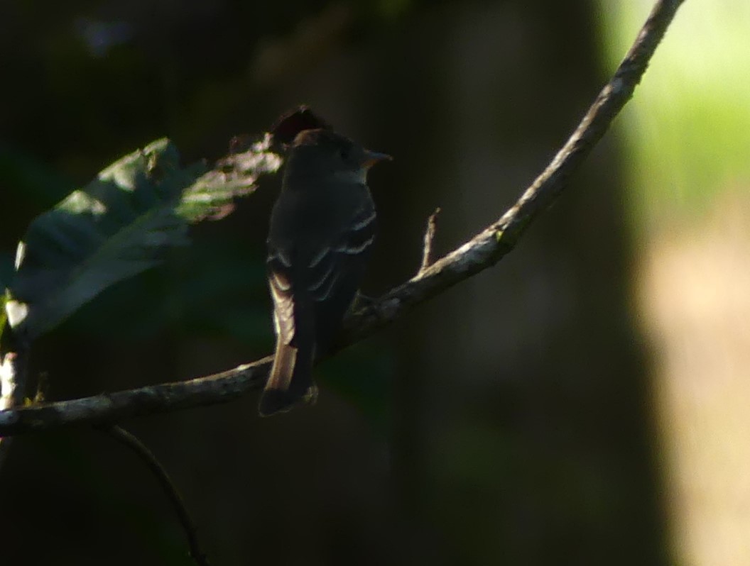 Northern Tropical Pewee - ML646158419