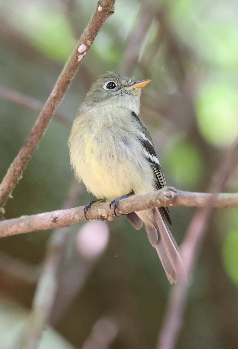 Yellow-bellied Flycatcher - ML646158421