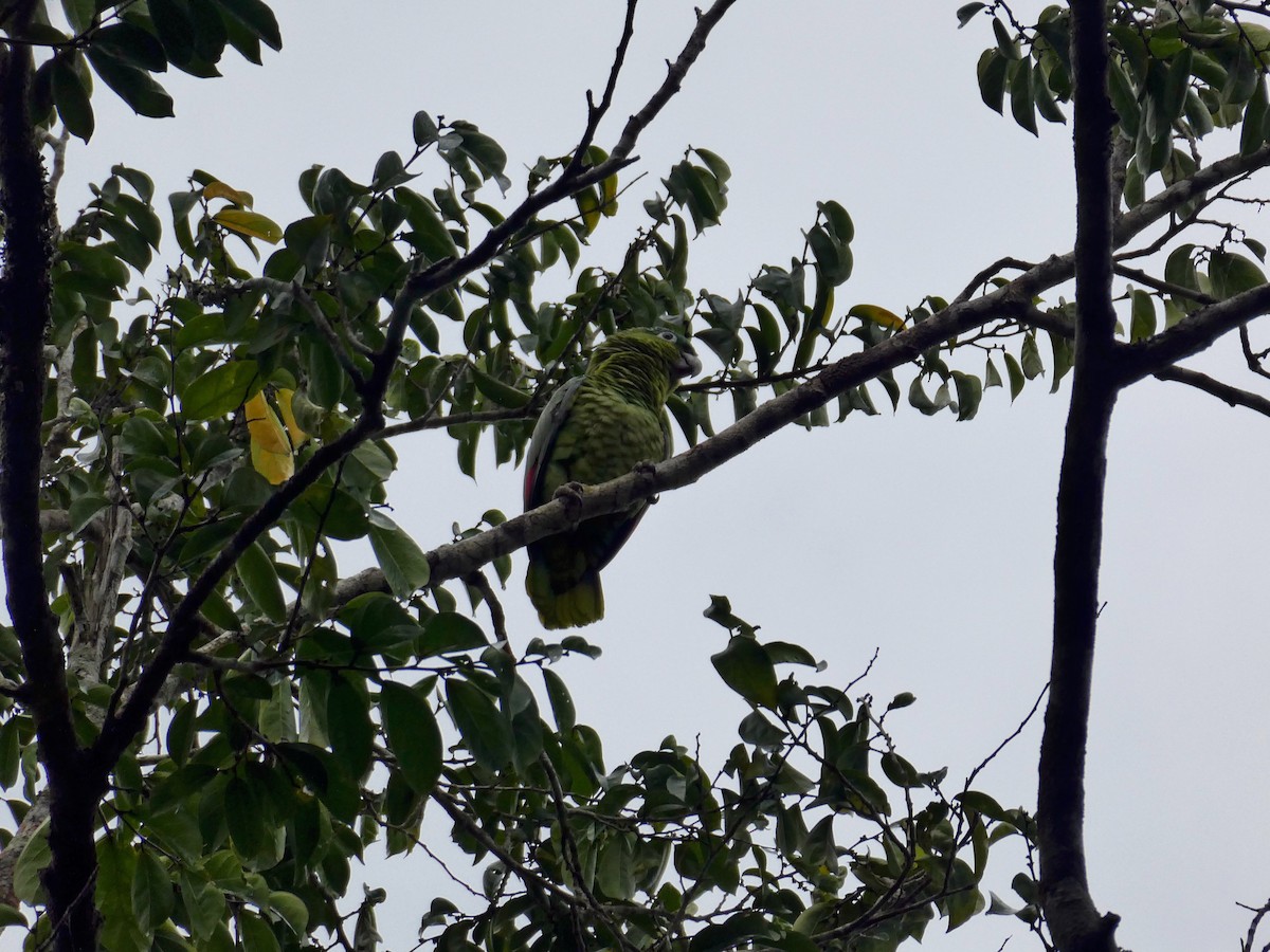 Mealy Amazon - ML646158422