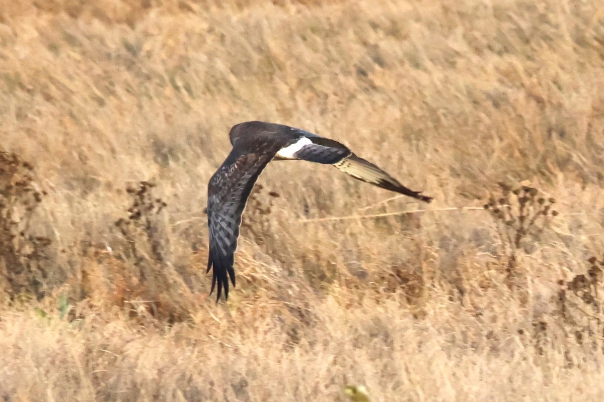 Northern Harrier - ML646158423