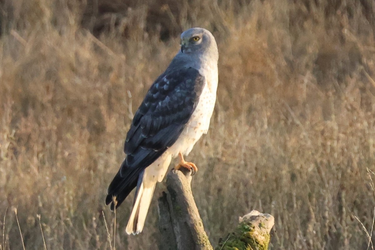 Northern Harrier - ML646158446
