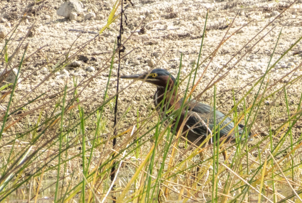אנפית ירוקה - ML646158449