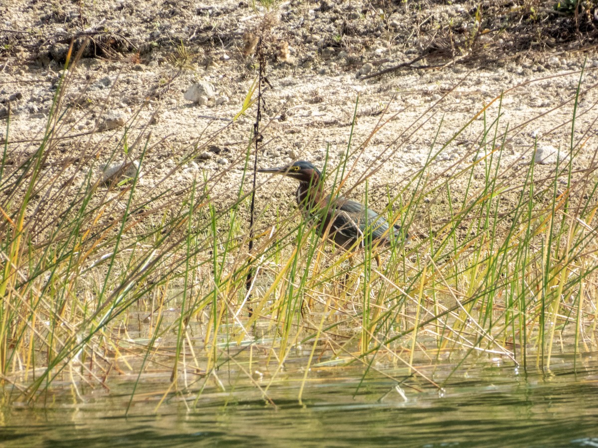 אנפית ירוקה - ML646158450
