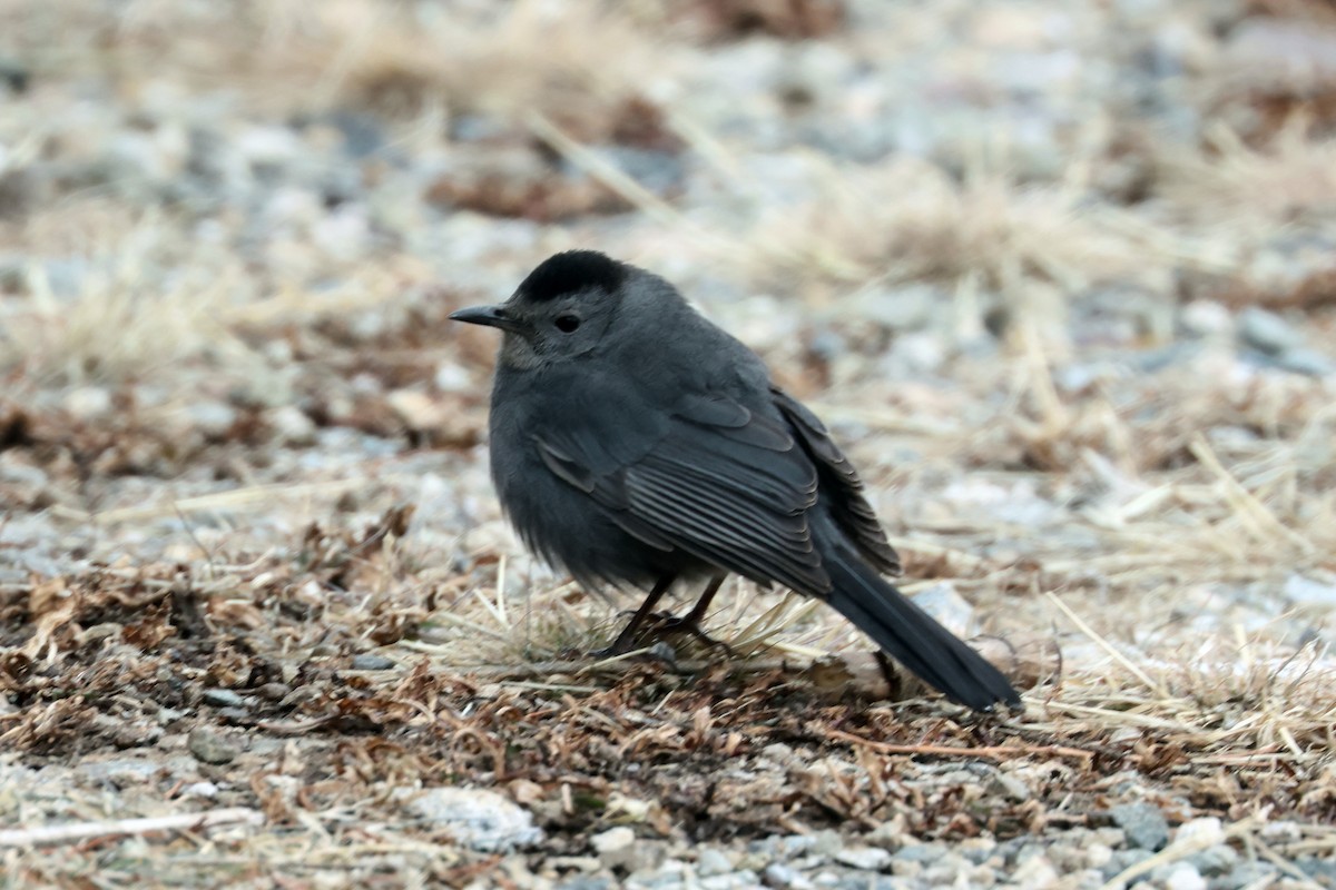 Gray Catbird - ML646158451