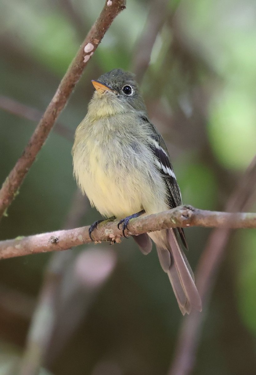 Yellow-bellied Flycatcher - ML646158452