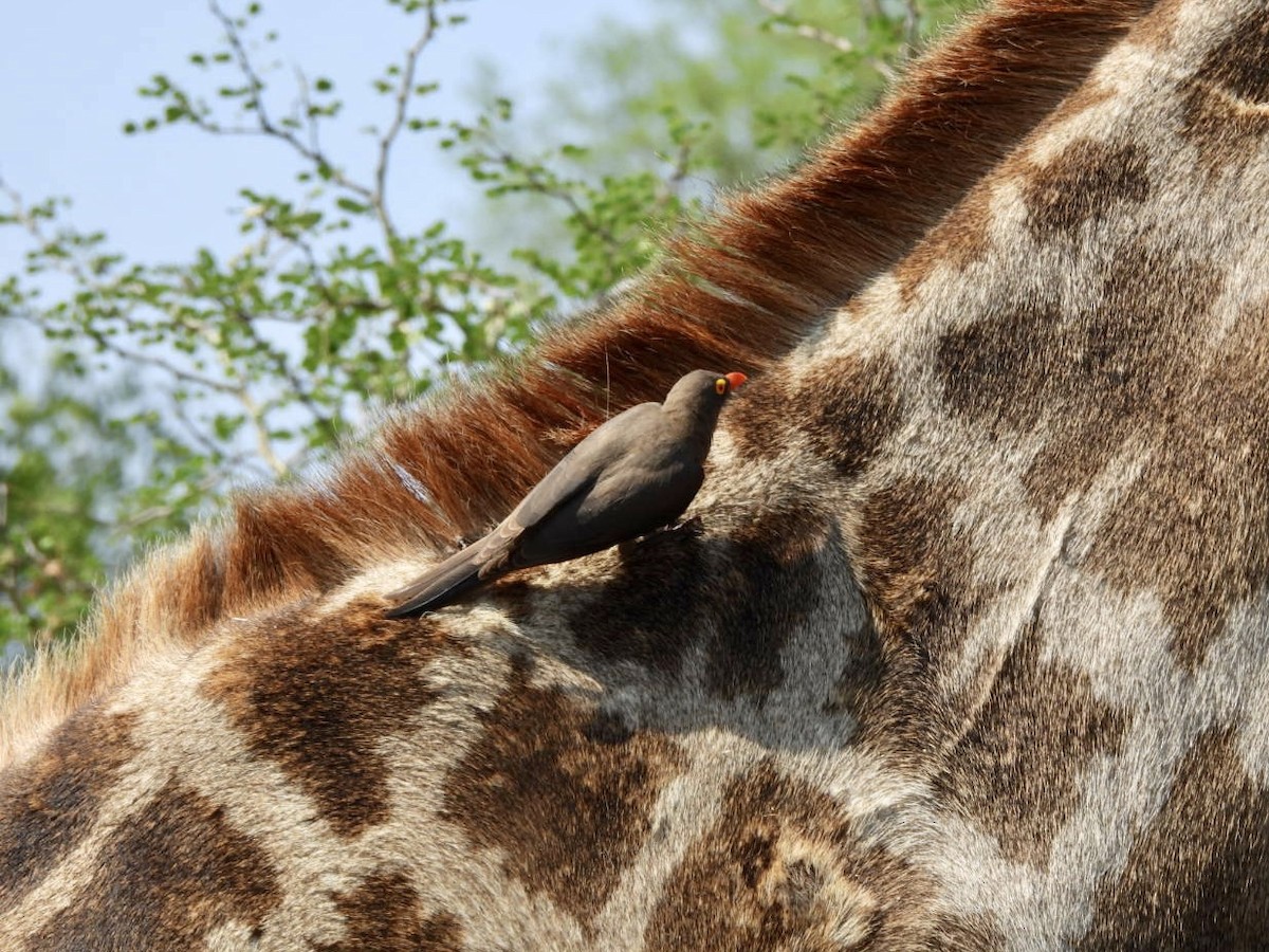 Red-billed Oxpecker - ML646158460