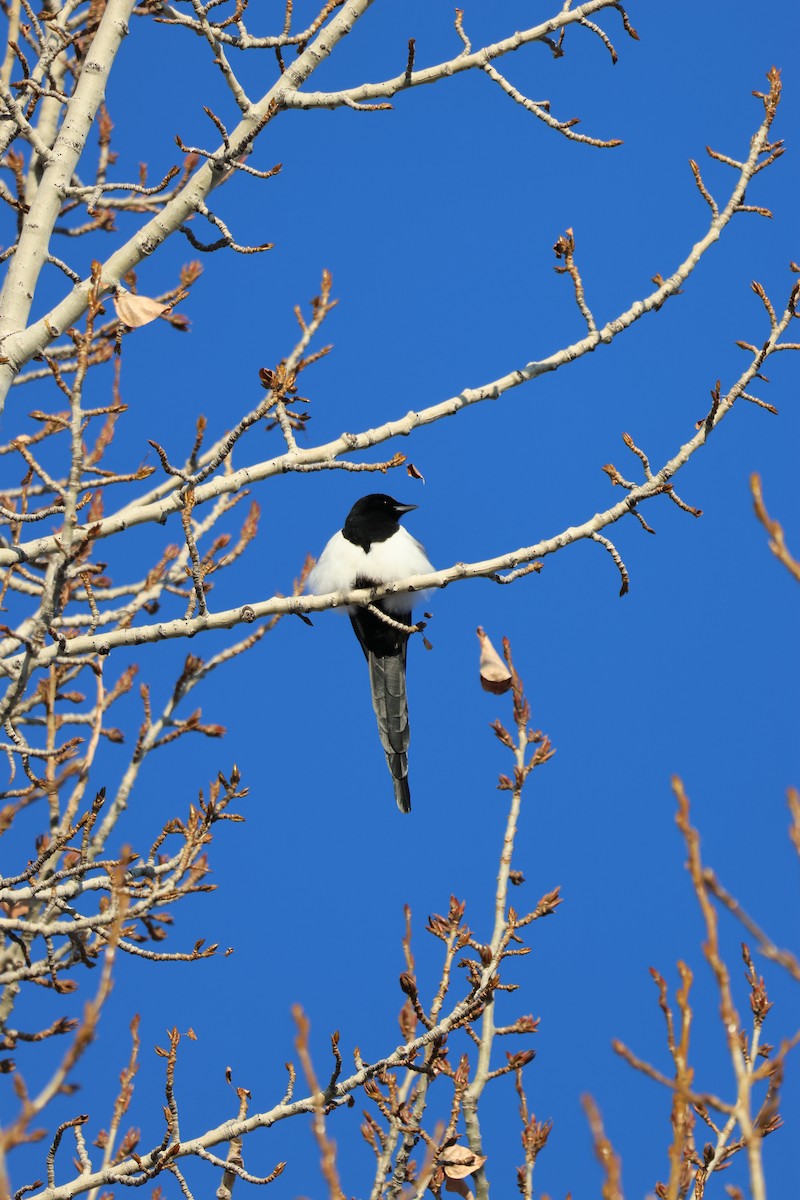 Сорока канадська - ML646158462