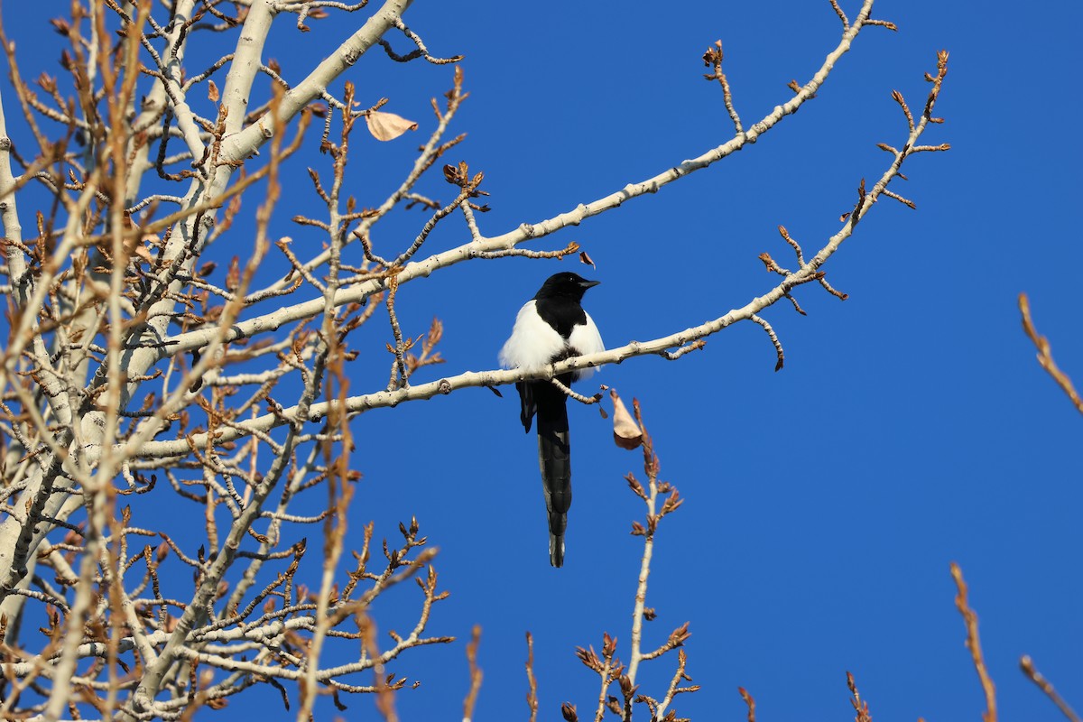 Сорока канадська - ML646158463